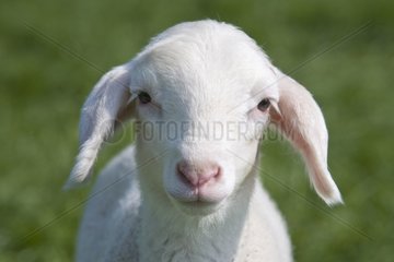 Portrait of a newborn lamb standing in a field