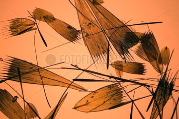 Sphinx scales under a microscope