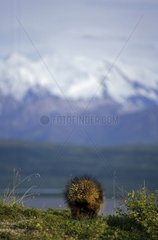 Porcupine in Denali NP Alaska