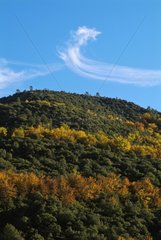 Herbst in Monts d'Ardèche Nationalpark Frankreich