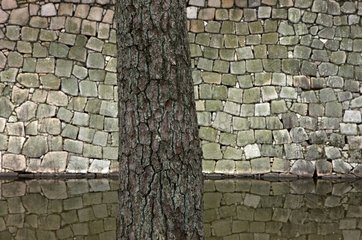Trunk and stone wall at the Imperial Palace Nijo-Jo in Kyoto