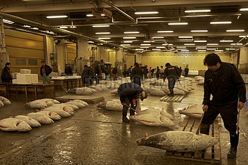 Frozen tuna at Tsukiji fish market in Tokyo Japan