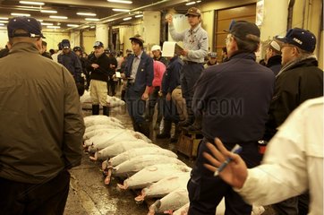Sale Tuna at Tsukiji fish market in Tokyo Japan