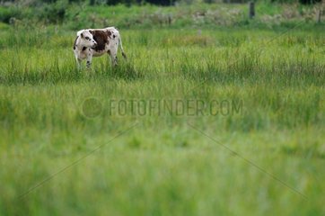 Norman cow in a field in Normandy France