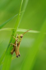 Grasshopper sitting on a blade of grass Normandy France