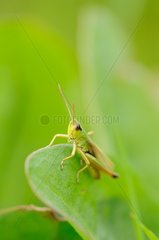 Grasshopper sitting on a leaf Normandy France