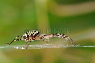 Wasp spider on his canvas in the summer
