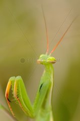 Portrait of a Praying mantis France