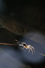 Spider on its web in Normandy France