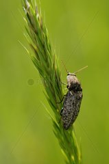 Click Beetle on an grass Bois de Vincennes Paris
