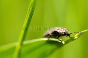 Click beetle in spring on a blade of grass