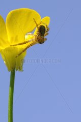 Crab spider on a yellow flower in the spring France