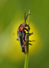 Soldier Beetle on a blade of grass in the spring France