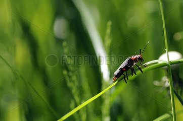 Soldier beetle on a blade of grass in the spring France