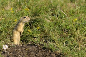European Ground Squirrel standing near its burrow Serbia