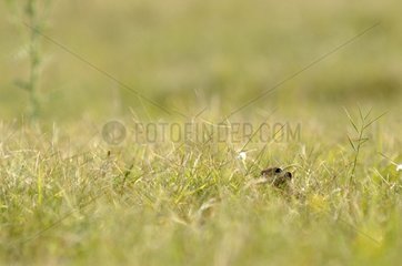 European Ground Squirrel hidden in a meadow Serbia