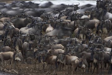 White-bearded Wildebeest migration Masaï Mara Kenya