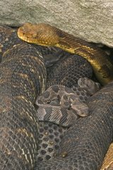 Young Timber rattlesnake amongst females USA