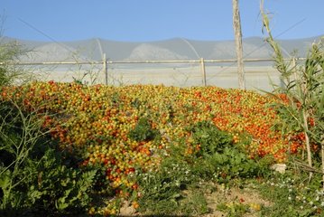 Déchet de tomates