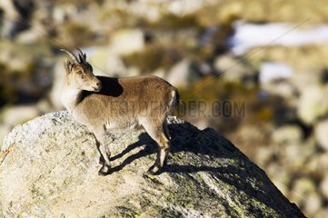 Spanish ibex on a rock in Sierra de Gredos Spain