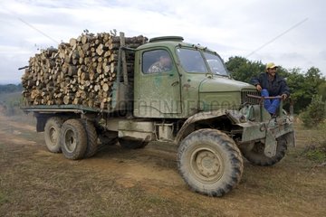 Cuted Wood transport in truck Bulgaria