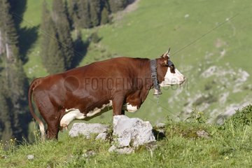 Abdondance Cow auf den Bergweiden Konfit Valley Frankreich