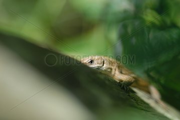 Lizard photographed the first of a field in Normandie