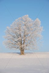 Tree in winter Haut-Doubs Franche Comte France