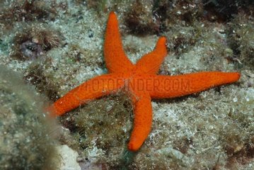 Starfish turning Calanques of Cassis France 7 / 7