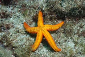 Starfish turning Calanques of Cassis France 1 / 7