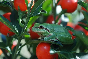 Southern Tree Frog on a leaf and red fruit France