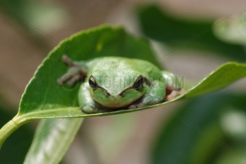 Southern Tree Frog on a leaf Midi-Pyrenees France