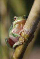 Southern Tree Frog on a branch Midi-Pyrenees France