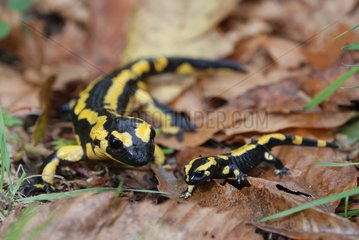 Speckled Salamanders on dead leaves France