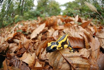 Speckled Salamander on dead leaves France