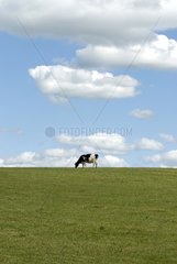Cow grazing in a meadow Puy-de-Dôme France