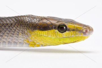 Portrait of Red-tailed Ratsnake on white background
