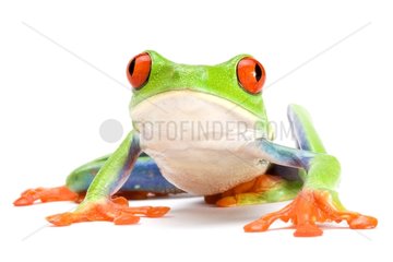Red-eyed Treefrog on white background