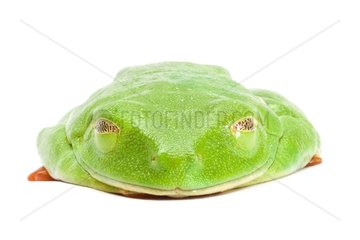 Red-eyed tree frog falling asleep on a white background 4 / 4
