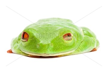 Red-eyed tree frog falling asleep on a white background 3/4