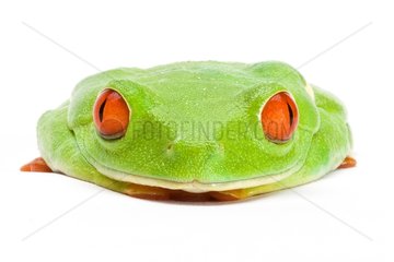 Red-eyed tree frog falling asleep on a white background 2/4