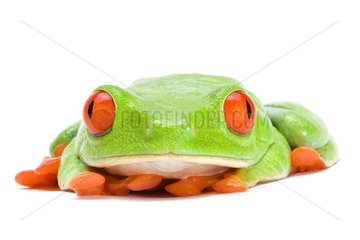 Red-eyed tree frog falling asleep on a white background 1/4