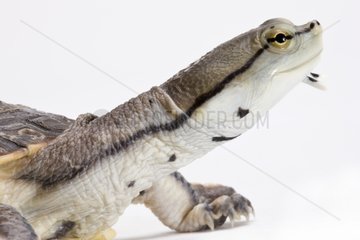 Portrait of Hilaire's Sideneck Turtle on a white background