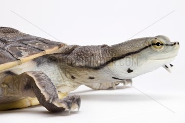 Portrait of Hilaire's Sideneck Turtle on a white background
