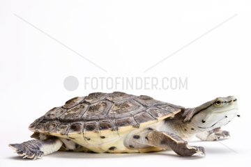 Hilaire's Sideneck Turtle on a white background