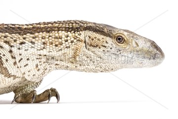 Portrait of White throated Monitor on a white background