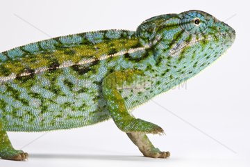 Carpet Chameleon male on a white background