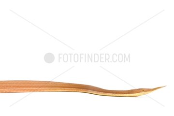 Northern Leafnose Snake male on white background
