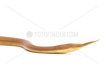 Northern Leafnose Snake male on white background