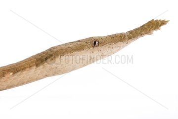 Portrait Northern Leafnose Snake female on white background